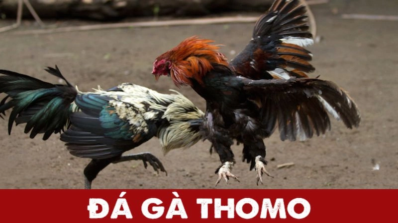 Giới thiệu một vài nét về đá gà Thomo