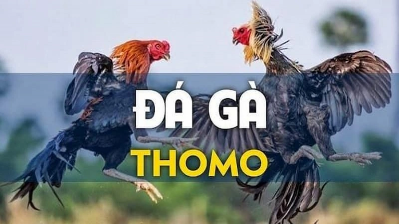 Tại sao Đá gà Thomo luôn thu hút rất nhiều người chơi?